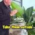 Even In Very Tough Conditions Giant Bird Of Paradise Can Give You A Beautiful Tropical Look