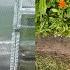 JUNE ALLOTMENT JOBS ALLOTMENT GARDENING UK