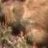 Marmot