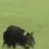 BOBBY DALZIEL JOE WMV9 Sheepdogs Mp4