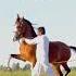 Beautiful Horse Nasli Ghora MashaAllah Horse Horseenthusiast Horsefan