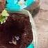 How To Grow Venka Sadabahar Flowers Plants Organic Indian Gardening