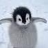 The Cutest Little Penguin Cute Babyanimals Funny Adorable Animals Pets Cutepets Penguin