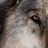 Вой волков Wolf Howl