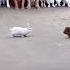 Dog And Rabbit Fighting Bear Animal Goatlovers Babygoat Funny Cute Goatsounds Baby Dog