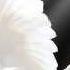 Pentecostal Sermons