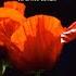 Symphony In D Major Op 43 G 521 I Allegro Con Molto Spirito