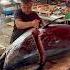 328 Kg Red Tuna 730lbs Bluefin Tuna Catania Sicily Sicilia Bluefin Tuna