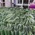 Daun Pisang Di Jepang Bisa Dijual Mahal Ini Alasannya