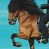5 Gaits Of The Icelandic Horse