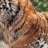 Beautiful World Wild Animals Petar Milinković Ashes Of Stars Short Film