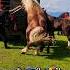 PromovariCaiRomania Cai Horseshow Horses Cal Stallions Horselover Alexandradelahidalgo