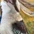 Blue Winged Kookaburra Laughing
