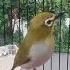 Pleci Nembak Wit Wit Kenari Cocok Buat Masteran Plecimania Kicaumania Masteran Buxtomi