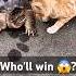 Cat Vs Turtle Speed