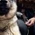 THE NORWEGIAN ELKHOUND Powerful Hunting Dog Of NORWAY