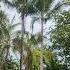 Пение птиц Ката Пхукет Тайланд Birdsong Relax Nature Travel Kata Thailand