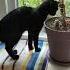 Непослушная Ластёнка Cat видосыоткота кот веселыекоты котёнок животные ластёна оле7 котик