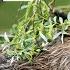 How Beavers Evolved To Build Dams