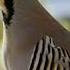 КАБКИ ДАСТБОЗИ БЕХТАРИН КУРОПАТКА CHUKAR PARTRIDGE KEKLIK Shorts