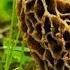 Gucchi Mushroom Guchhi Morel Mushrooms Mushroom Cultivation In India Morchella Esculenta