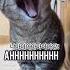 The Scream Of The Cutest Cat In The World Shorts