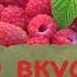 Сделайте ТАК для большого урожая малины смородины и крыжовника Для вкусных и полезных ягод