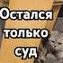 Говори правду Cat веселыекоты прикольныекоты котики Funnycats Catshorts Catlovers юмор мем