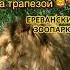 Жесткий рацион хищников лев львица зоопарк животные царьзверей