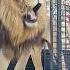 Lion Animals Cat Aura Sigma Speedruning Viralyoutubeshorts Lionattitude Lionbeats