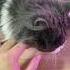 Why Do Cats Rub Its Head Against You Youjustgotowned