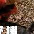 貝爺荒野求生全集 捕下陷阱抓到一頭豬 制作烤豬肉 在野外吃到撐 紀錄片
