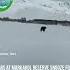 In The Markakol Reserve The Brown Bear Goes Through Its Unique Wake Up Routine After Hibernation