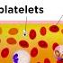 The Composition And Function Of Blood