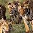 Choti Madhu With Cubs From Tadoba Junona Buffar Zon