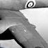The Westland Whirlwind Reassessed