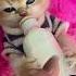 Nyusu Cat Sleepycat Cute Sleepcat Kitten Sleepingbeauty Funny Sleepymood Catlover Music