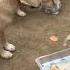 Adorable Puppies Need Loving Families Delhi NCR Delhi Dog