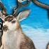 612 Bucks Into The Great One Mule Deer Grind Things Are POPPING OFF Call Of The Wild