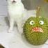 The Evil Durian Was Chasing Me Cat Cats