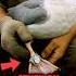 Ring Found On Seagull