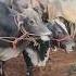 ചന തയ ൽ വ ല പനക ക വന ന ട ട ള ള ന ടൻ ക ളകൾ Manjeri Chanda Manjeri Market Kangayam Bull Kala Ox