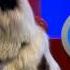 Heroic Hound Dogs Rule Cats Not So Much Disney Channel Official