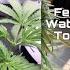 Super Lemon Haze Ep 25 GROW Your Own Feeding Watering Topping
