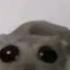 Sad Hamster Violin Meme 1 HOUR