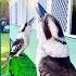 WARNING VERY LOUD WILD KOOKABURRAS Birds Kookaburra Laughingkookaburra