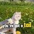 The Cat S Tail Nature S Sneaky Gps For Purrfect Balance