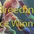 Practical Breeding Method To Produce Winning Lines