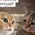 РАЗГОВОР ДВУХ КОТОВ Ч 157