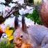 24 7 LIVE CAT TV NO ADS Cheerful Birds And Cutest Squirrels Bring Nature Fun For Everyone
